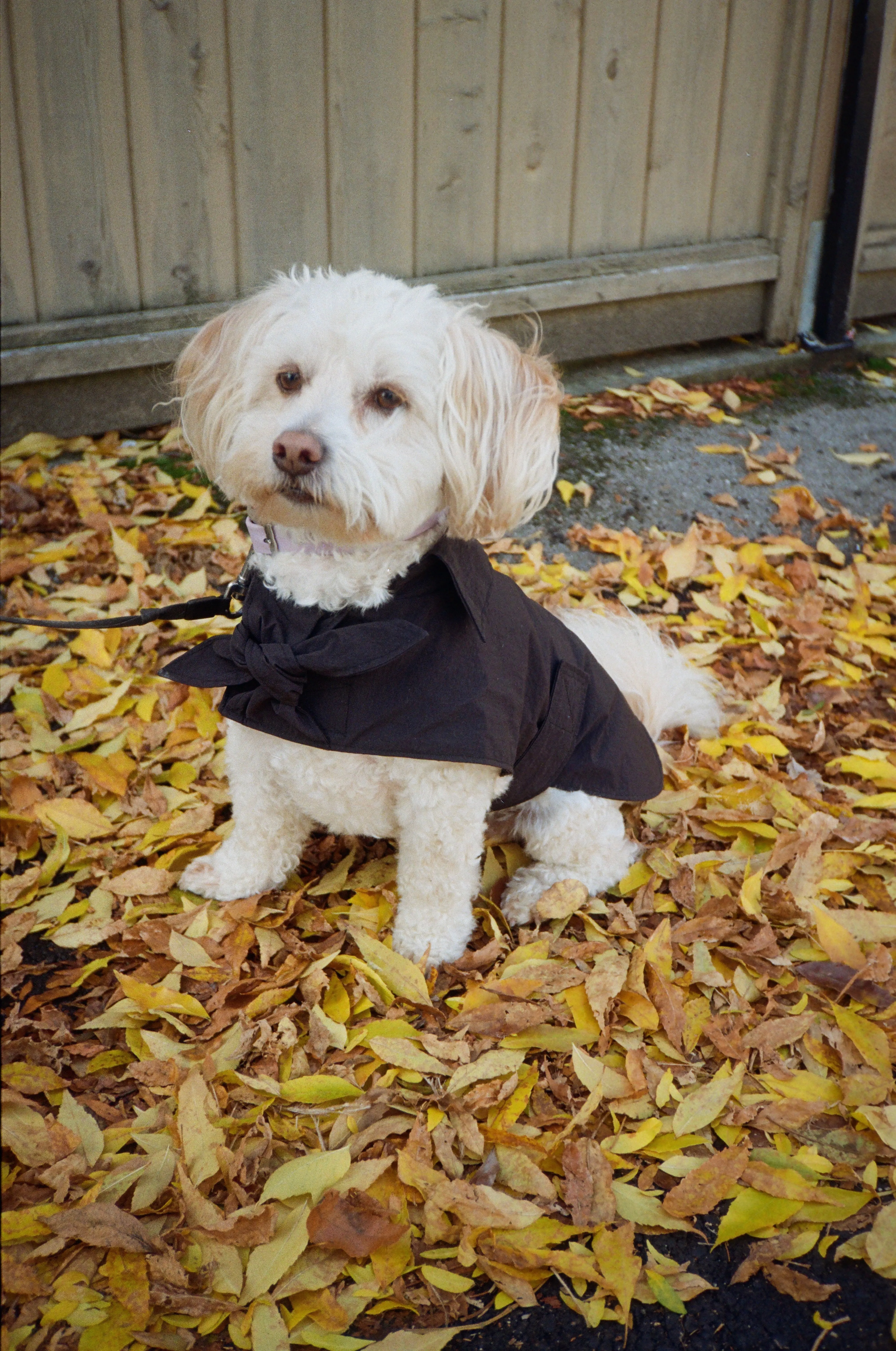 Toto Dog Jacket