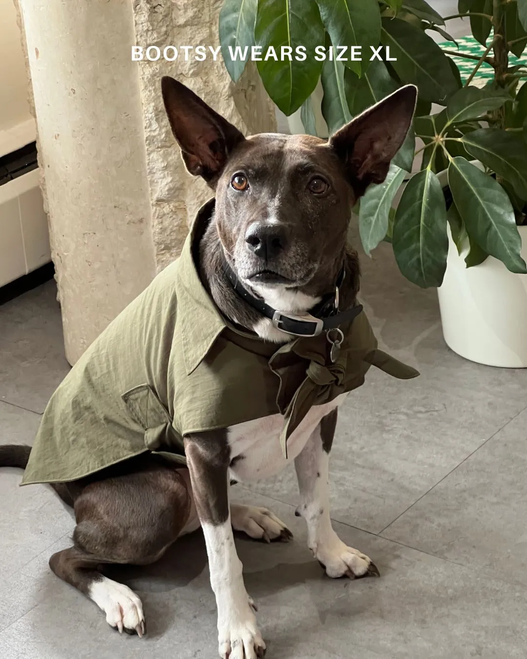 Toto Dog Jacket