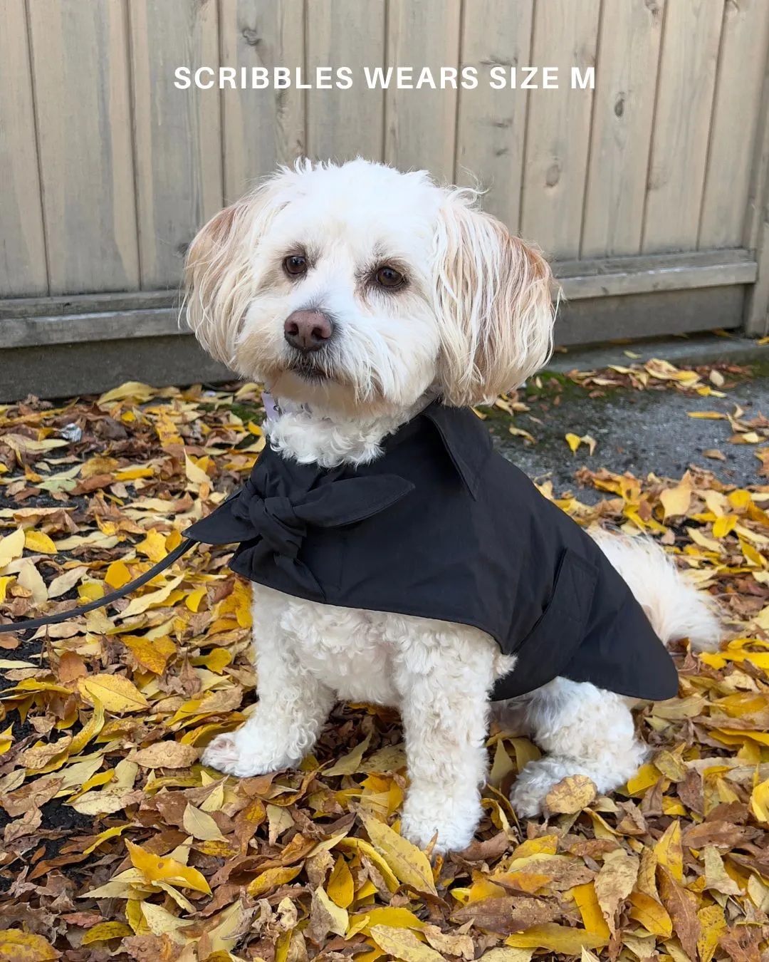 Toto Dog Jacket